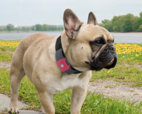 Qualcomm поможет найти пропавшую собаку