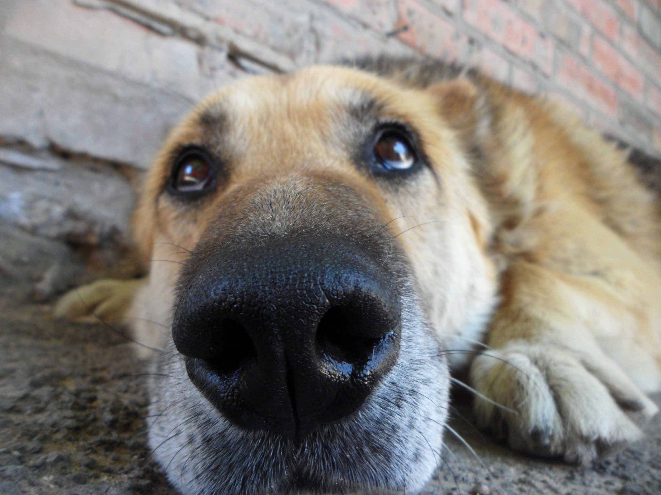 бездомные собаки. грустный взгляд собаки. надеяться животный. надеяться животный. картинки на рабочий стол волки.