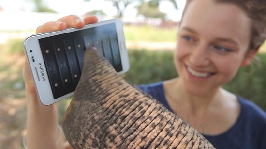 Забавное видео - слон играет с Samsung Galaxy Note