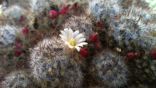 У HTC нет PureView, но есть ImageSense