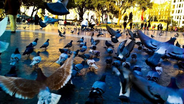 У HTC нет PureView, но есть ImageSense