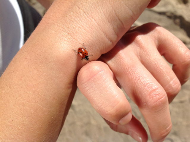 Новый iPad фотографирует не хуже «цифромыльницы»: примеры снимков и видео картинка Новый iPad фотографирует не хуже «цифромыльницы»: примеры снимков и видео