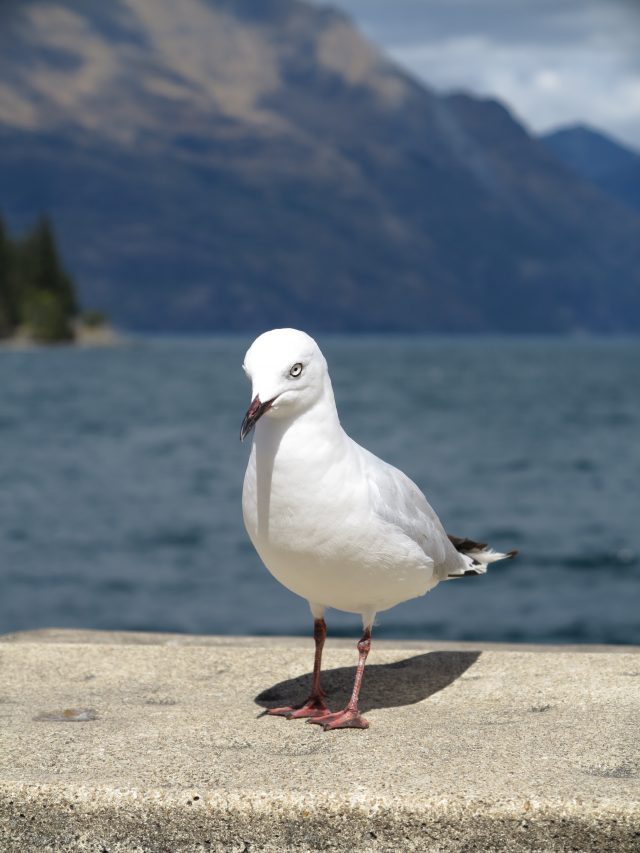 Блиц-обзор Сanon PowerShot G1 X - необычная камера