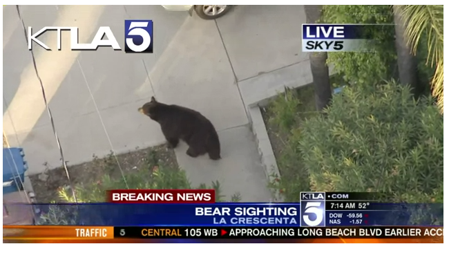 Отправка SMS на ходу может привести… прямо в лапы медведя картинка Отправка SMS на ходу может привести… прямо в лапы медведя