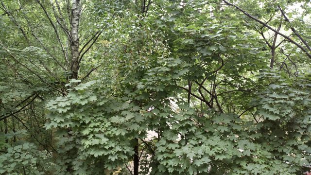 Nokia 808 PureView: первые впечатления и примеры фотографий