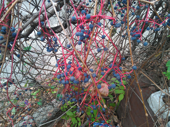 Опыт эксплуатации смартфона HTC Titan 