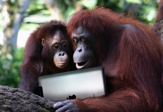 Орангутанам в зоопарках разных стран выдадут iPad для игр и общения по видеоконференцсвязи