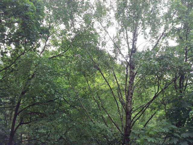 Alcatel One Touch Idol Ultra: бюджетник, изображающий флагмана