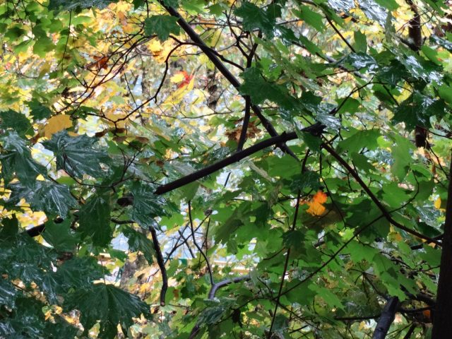 Смартограф Sony DSC-QX10: когда смартфон превращается в фотоаппарат