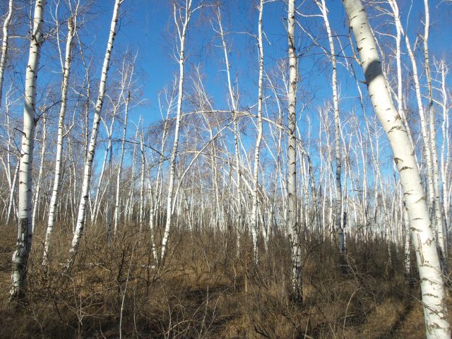 Большой тест лучших камерофонов образца 2013 года