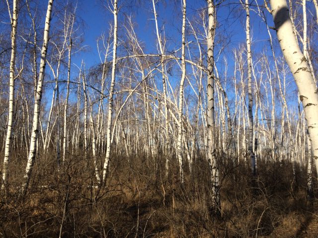 Большой тест лучших камерофонов образца 2013 года