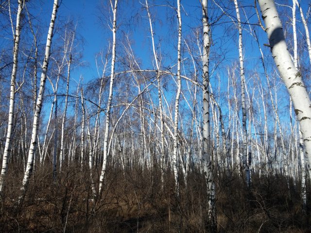 Большой тест лучших камерофонов образца 2013 года