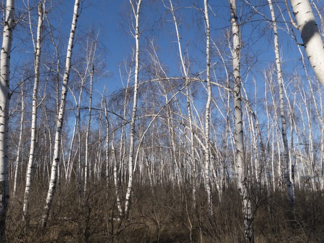 Большой тест лучших камерофонов образца 2013 года