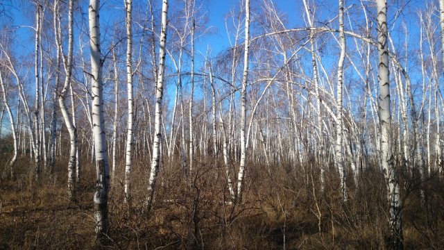 Большой тест лучших камерофонов образца 2013 года