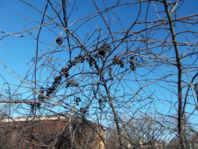 Большой тест лучших камерофонов образца 2013 года