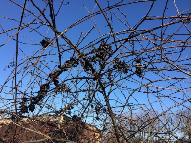 Большой тест лучших камерофонов образца 2013 года