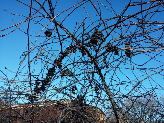 Большой тест лучших камерофонов образца 2013 года