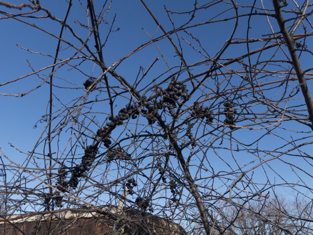 Большой тест лучших камерофонов образца 2013 года