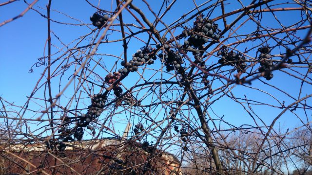 Большой тест лучших камерофонов образца 2013 года