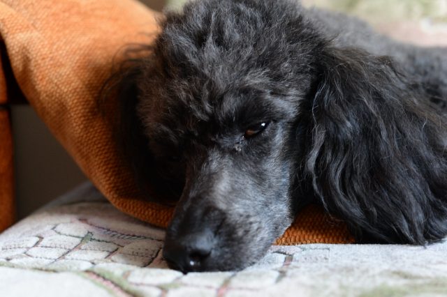 Поклонникам классики