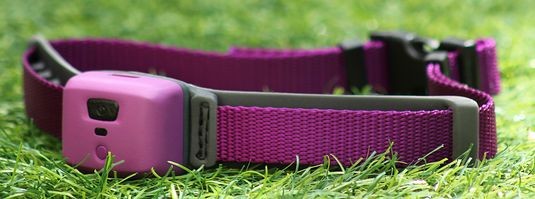 «Умный» ошейник PetPace следит за здоровьем домашних животных