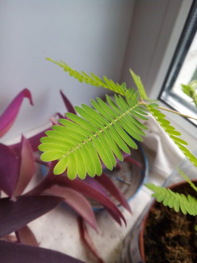 Haier W852. Подкрепление в полку бюджетных смартфонов