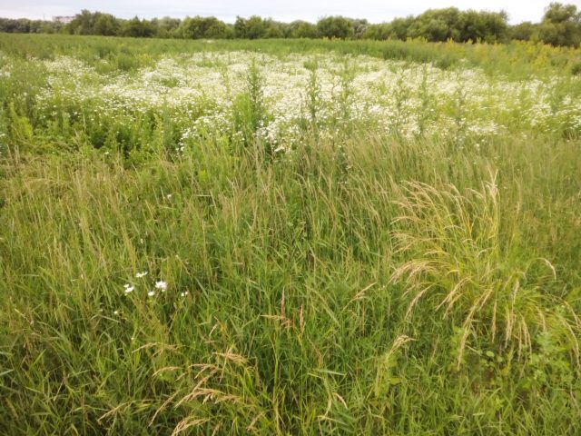 Haier W852. Подкрепление в полку бюджетных смартфонов