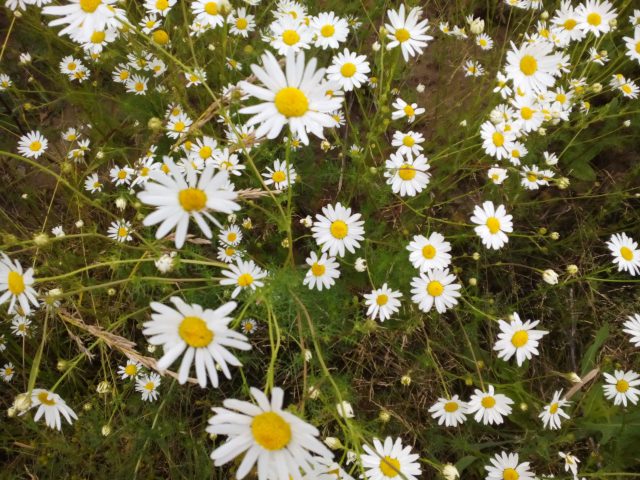 Haier W852. Подкрепление в полку бюджетных смартфонов