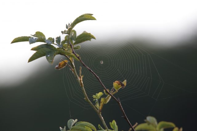 Опыт эксплуатации объектива Tamron SP 150-600 F/5-6.3 VC USD: Зоркий глаз