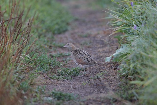 Опыт эксплуатации объектива Tamron SP 150-600 F/5-6.3 VC USD: Зоркий глаз