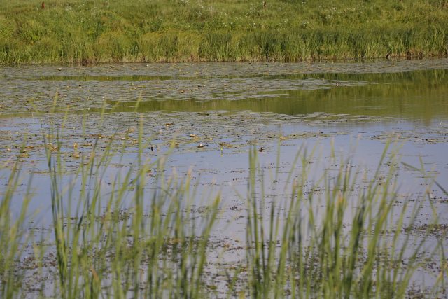 Опыт эксплуатации объектива Tamron SP 150-600 F/5-6.3 VC USD: Зоркий глаз