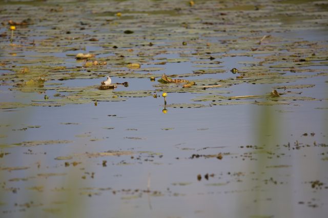 Опыт эксплуатации объектива Tamron SP 150-600 F/5-6.3 VC USD: Зоркий глаз