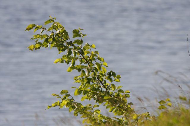 Опыт эксплуатации объектива Tamron SP 150-600 F/5-6.3 VC USD: Зоркий глаз