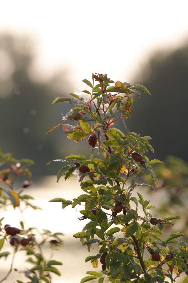 Опыт эксплуатации объектива Tamron SP 150-600 F/5-6.3 VC USD: Зоркий глаз