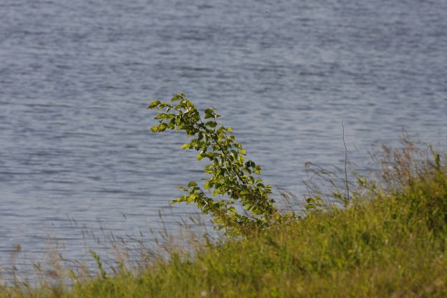 Опыт эксплуатации объектива Tamron SP 150-600 F/5-6.3 VC USD: Зоркий глаз