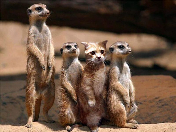 Обзор Lenovo IdeaPad Flex 10: как нетбук пытался стать планшетом 