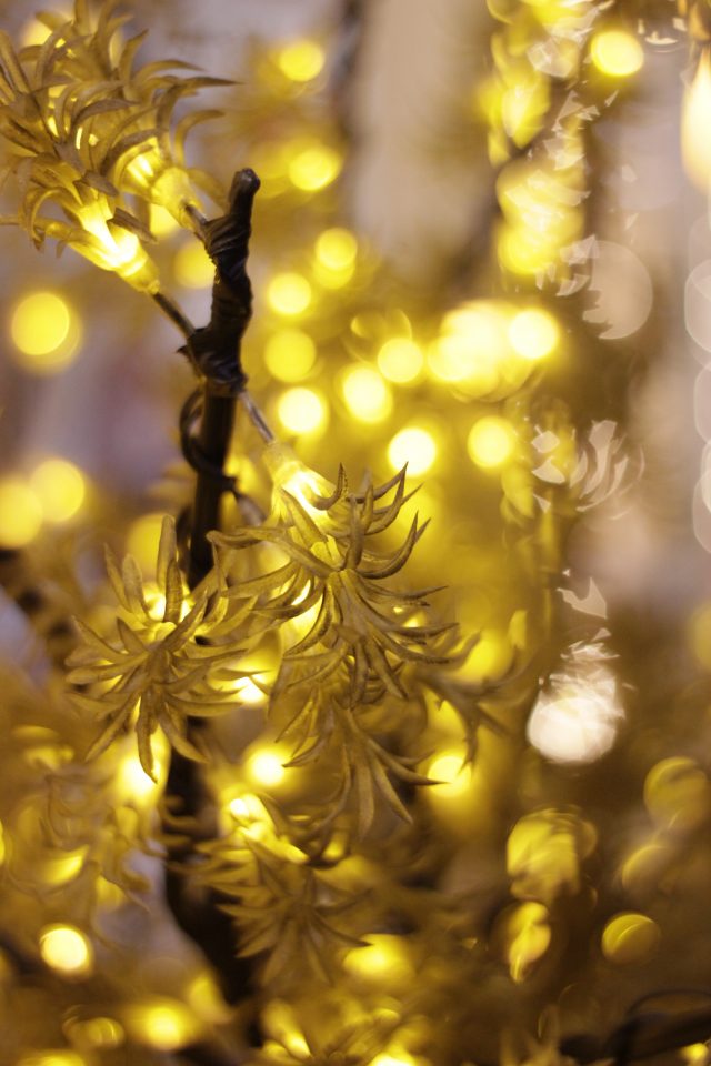 Опыт использования объектива YongNuo YN EF 50 mm F1.8: Что-то новенькое?