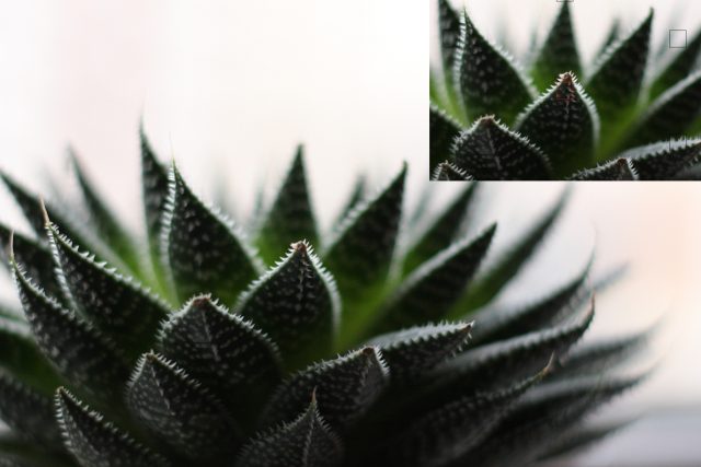 Опыт использования объектива YongNuo YN EF 50 mm F1.8: Что-то новенькое?