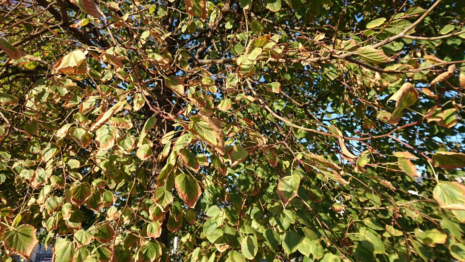 Обзор смартфона Sony Xperia Z5: Почти хорошо, почти молодцы