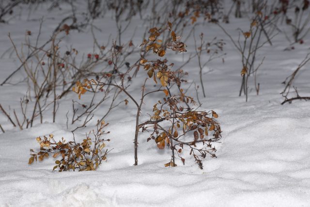 Обзор внешней универсальной вспышки Meike MK930 II: Пыхнуть по полной