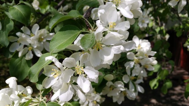 5 главных вещей о смартфоне LG G5 (SE), которые стоит узнать перед покупкой