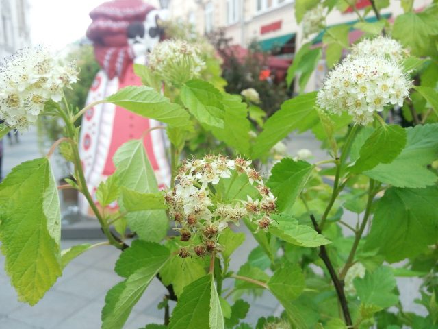 Обзор Blackview A8: Китайский. Дешевый. Твой