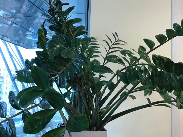 Обзор смартфона iPhone 7 Plus: Для широких народных масс