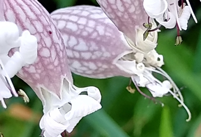 LG X Venture обзор