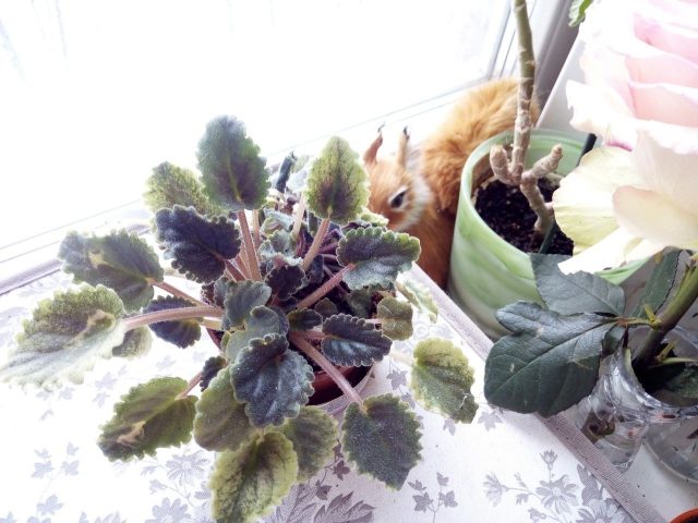 Pixelphone M1 обзор примеры фото