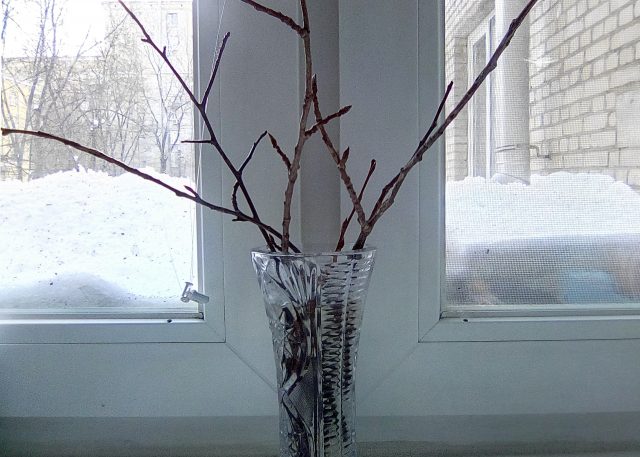 Jinga Joy обзор