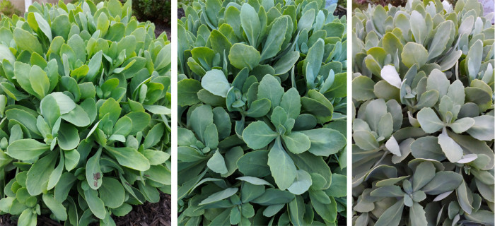 LG G7 ThinQ обзор