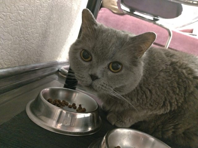 Обзор Asus ZenFone 5: атака клонов или один из лучших смартфонов с монобровью