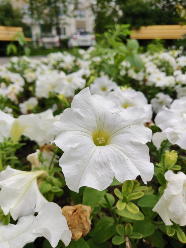 Обзор смартфона Vivo Nex S: будущее уже здесь?