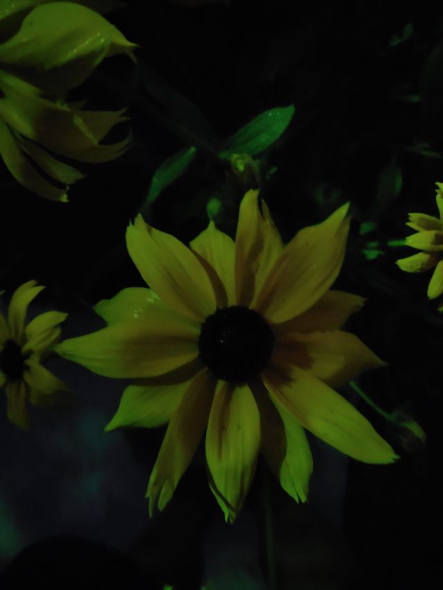 Обзор смартфона Vivo Nex S: будущее уже здесь?